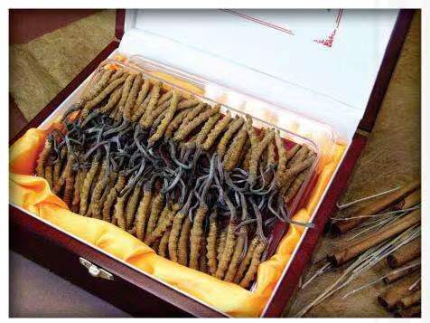 台儿庄冬虫夏草回收